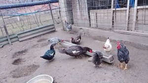 куры и индоутки кушают