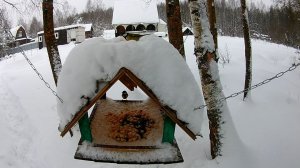 Птицы на кормушке "Домик". Январь