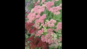 СЕДУМЫ В МОЁМ  САДУ.