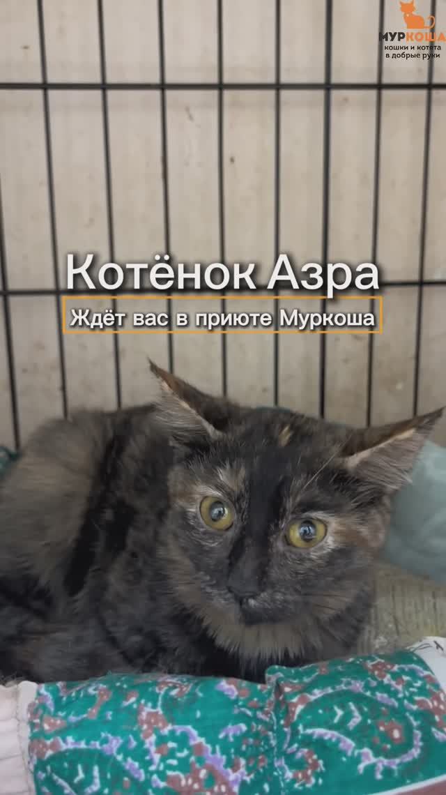 Азра ждёт вас в приюте #Муркоша смотреть онлайн