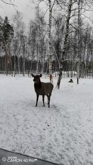 Лосиная биостанция. Олени смотреть онлайн