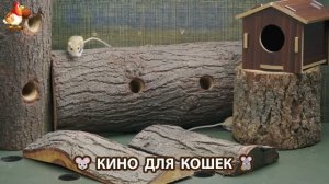 Видео для кошек про крысок развлекать питомцев 🐭🐀😂 (428)