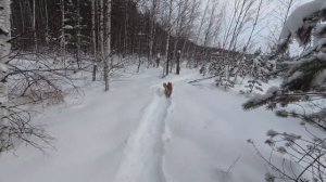 Охота 2026, сезон касача, заключение.