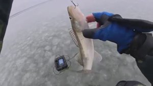 СЮДА СБЕЖАЛАСЬ ТОЛПА! Первый лед на Дону. Первый лед 2025-2026. Зимняя рыбалка.