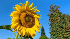 Бабье лето. 2025.