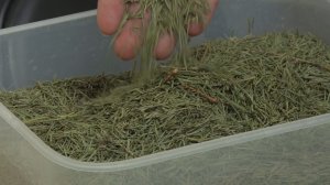 Вторая жизнь новогодней ели! ТК «Первый Советский»