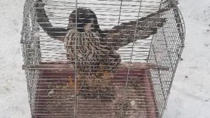 Жительницу Красноярского края подозревают в продаже краснокнижного сапсана