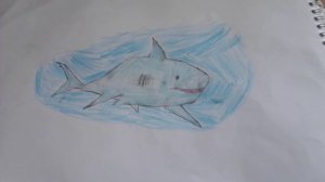 Нарисовал мегалодона оценка от 1 до 10