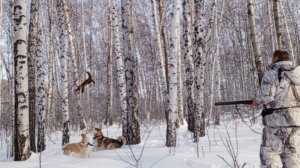 Охота с лайкой на куницу!