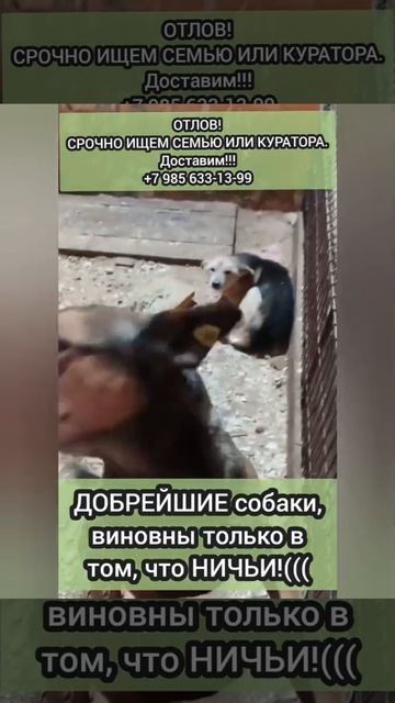 Посмотрите в их глаза, услышьте их крик..Они кидаются к людям за помощью, они ждут из последних сил.