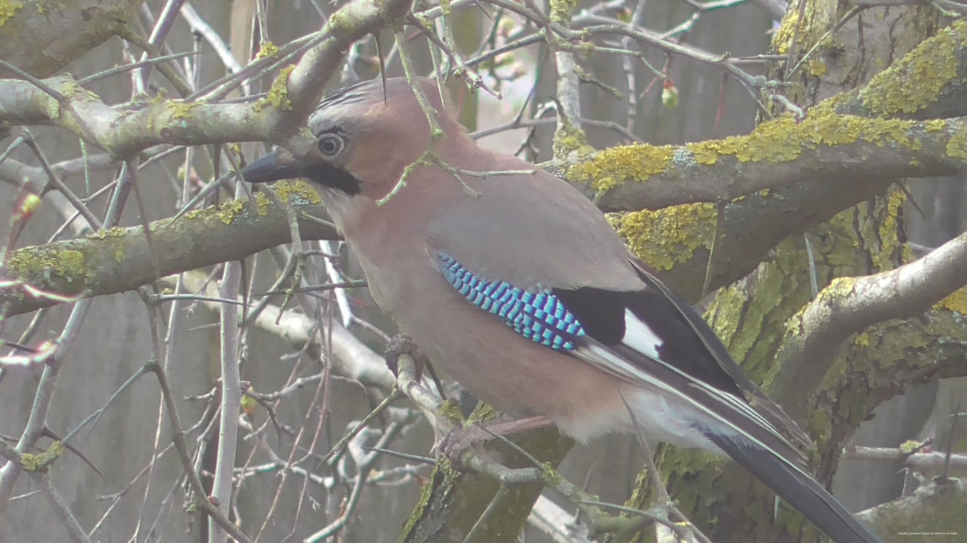 Весна. Коты прилетели смотреть онлайн