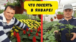 Что посеять на рассаду уже в январе- только проверенные культуры