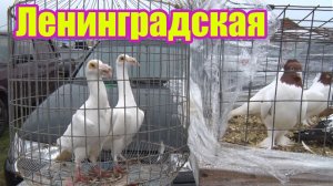Птичий рынок. Ленинградская. [11.01.2026]