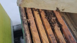 ф.68.  12.01.2026.г беглый осмотр пчелосемей.