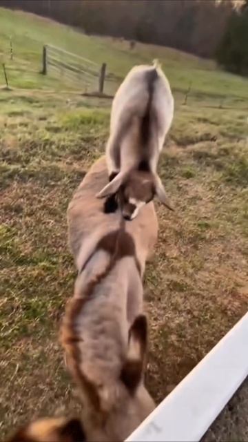 Шурик хвати #приколы #юмор смотреть онлайн