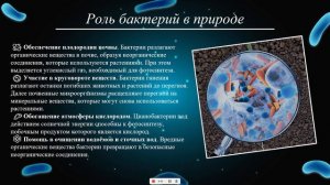 Царство бактерий