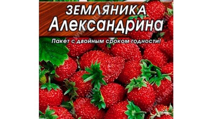 13012026. Выращиваю землянику дома часть 1. Земляника Александрина и Барон Солемахер.