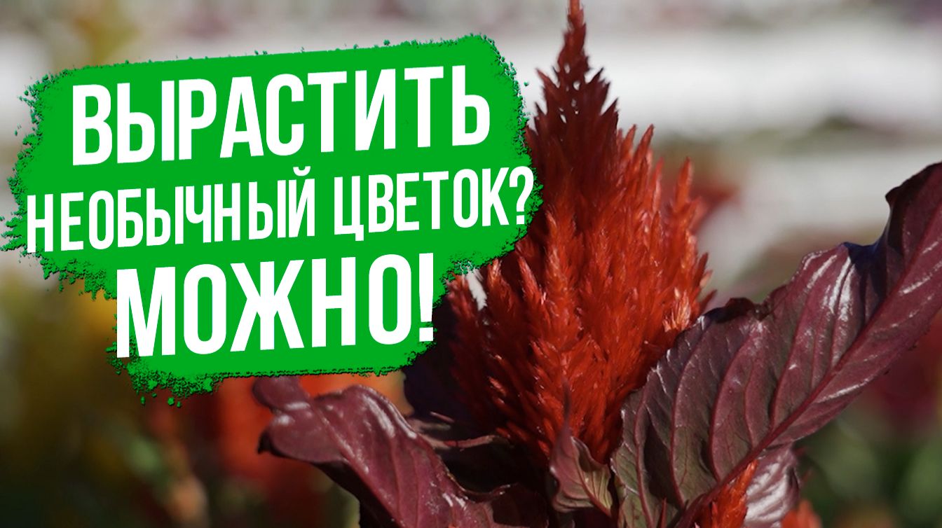 Целозия: почему она должна быть в каждом саду? смотреть онлайн