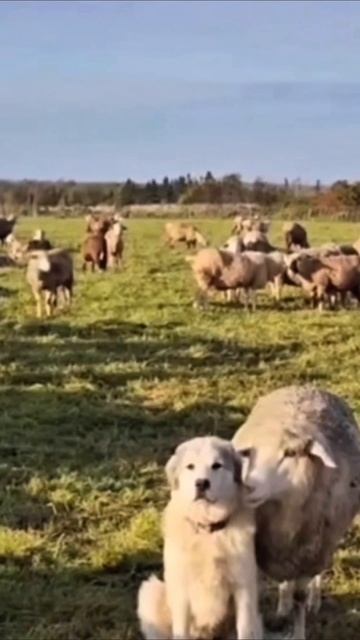 шарик не злись #приколы #юмор #прикол #топ смотреть онлайн