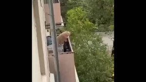 #смешныевидео -296