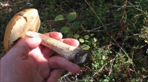 Повтор. О грибах. И об  упёртых грибниках.