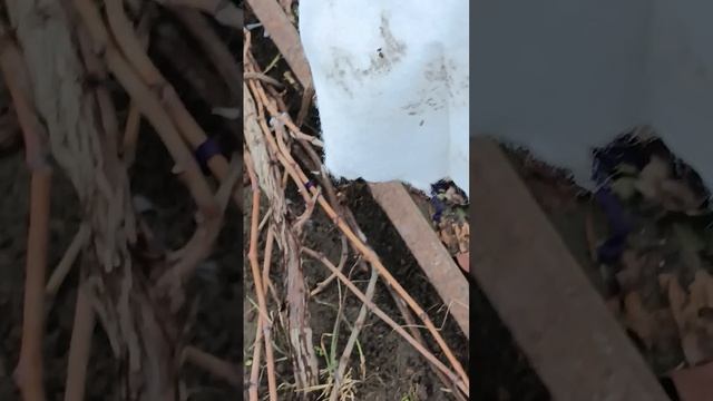 укрытие винограда на зиму.