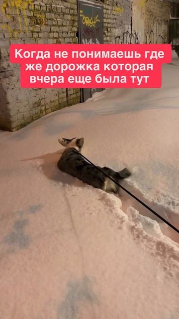 Мысли Бетти в сугробах))) смотреть онлайн