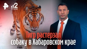 Голодный тигр растерзал собаку в Хабаровске