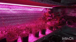 13-01-2026.  . Жизнь в деревне. Сварила борщ на обед.Повязала немного носок.На ужин сварила ушки.