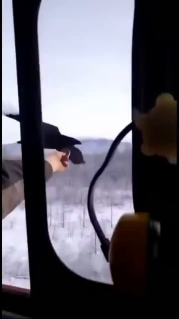 ВОРОН умная птица смотреть онлайн