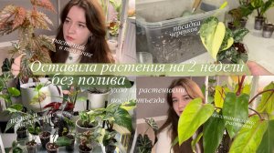 Оставила Растения на 2 недели без полива | уход за растениями после отъезда
