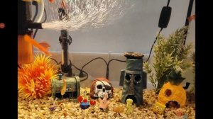 У меня появился аквариум 3 лайка выпущу видео где они плевают