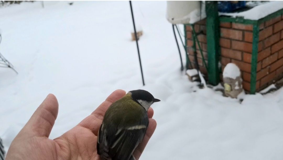 992 Зимуем в Станице на Кубани. Простая сельская жизнь. смотреть онлайн