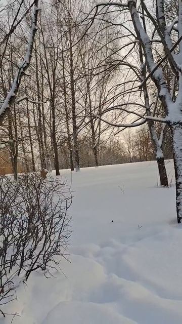 Зима - время желаний! ☃️❄️✨️ смотреть онлайн