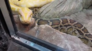 питон зоопарк🐧🐵 Калининград