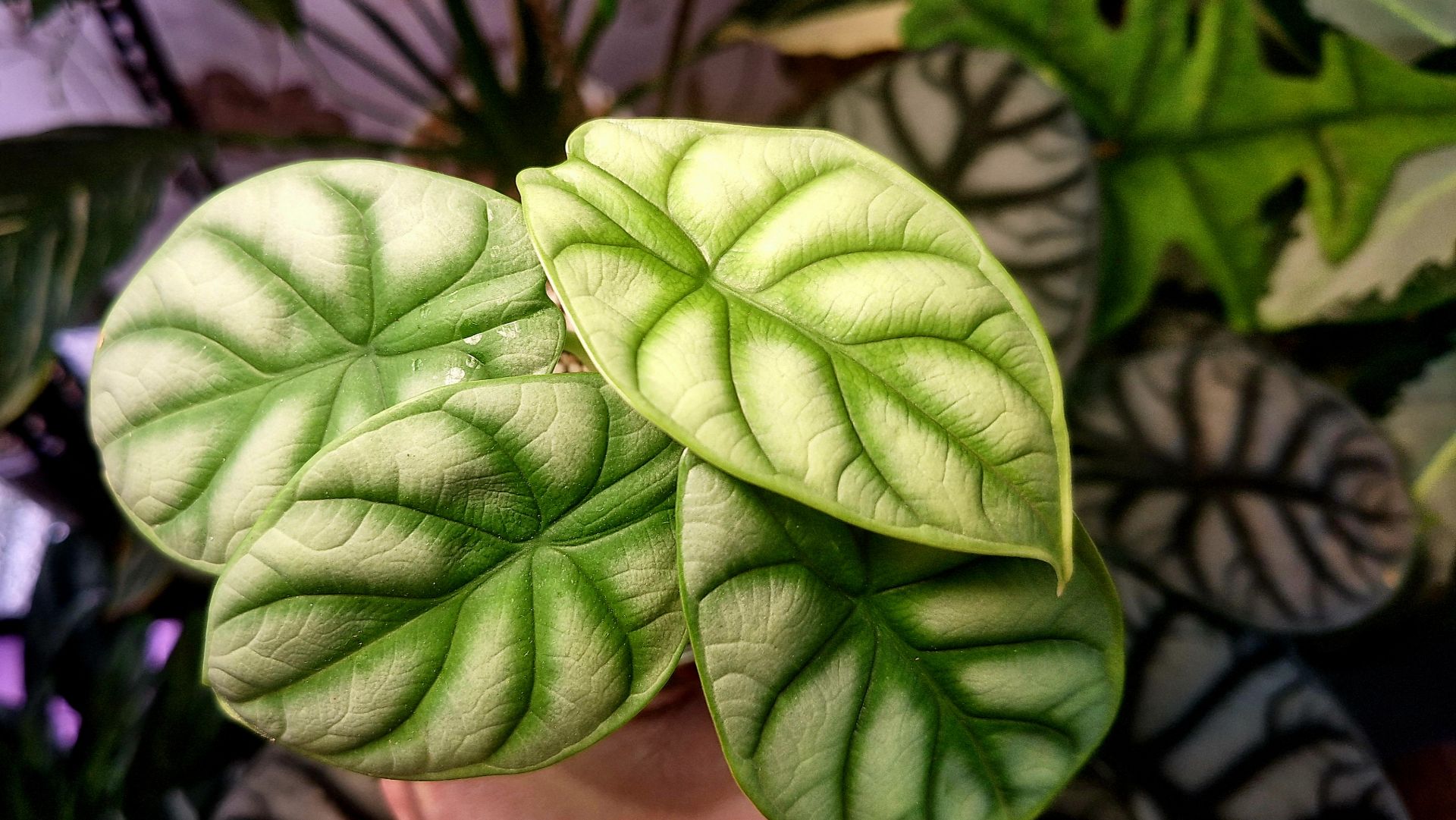 Алоказии и фитильный полив