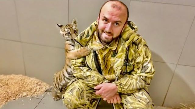 Посмотрите, какого милого тигренка воспитала Ольга Ивановна - ПРОСТО ЛАСКУША!)) смотреть онлайн