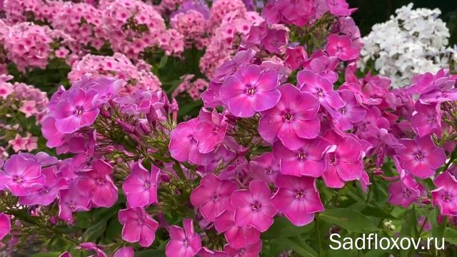 Удивительные краски флокса Торжество смотреть онлайн