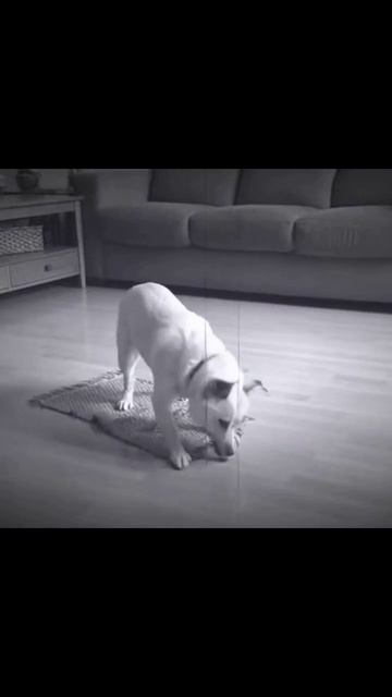 Тайная жизнь домашних животных питомцы приключения кошкиигры