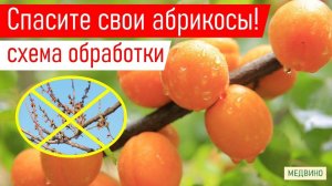 АБРИКОС НЕ ЗАБОЛЕЕТ! Чем обработать_ препараты, сроки, дозы,нюансы
