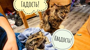 Сова Ёль топчет тропиночку. Впихиваю в жабу Брунгильду голубых гусениц против её воли