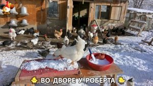 Содержание кур в домашних условиях и других птиц во дворе у Роберта 🐣🐤🦆🐔🪿🦃 (392)