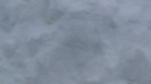 Немного расчистила от снега  дорожку до калитки        ПОДПИШИСЬ