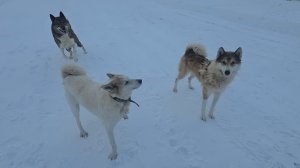 На Старый Новый год