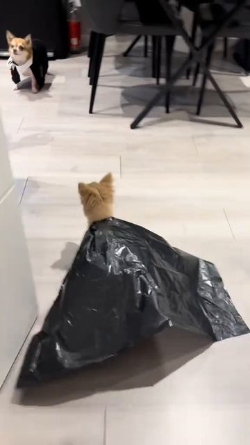 Новая часть Поттера