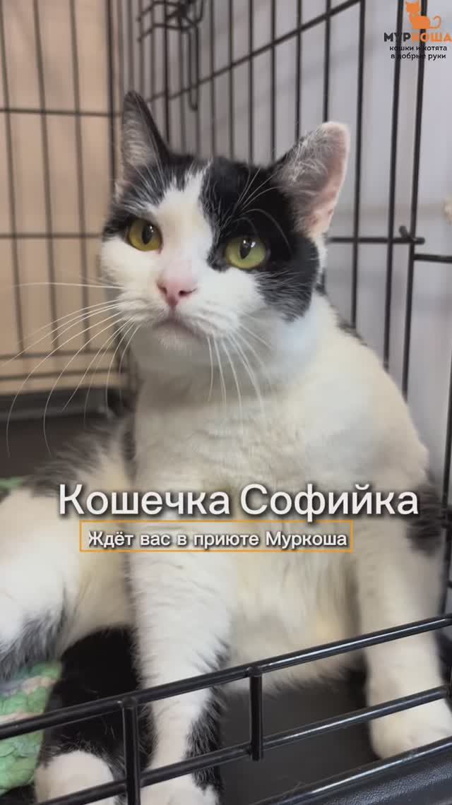 Софийка ждёт вас в приюте #Муркоша смотреть онлайн