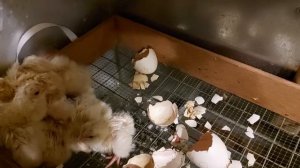 НОВОГОДНИЕ ЦЫПЛЯТА! КАК ДОСТИЧЬ 100 % ВЫВОДА ЗИМНИХ ЦЫПЛЯТ!!! 14 ЯНВАРЯ 2026 ГОД!