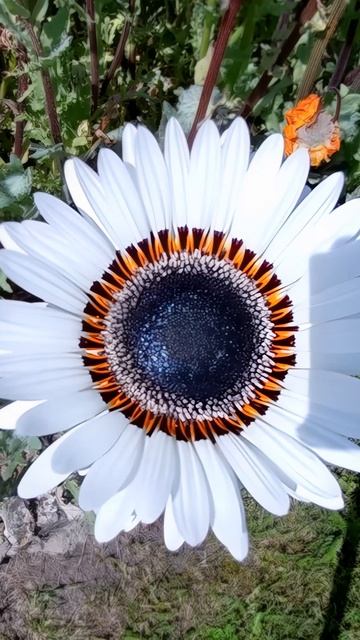 Венидиум — африканское солнце в вашем саду! 🌻 смотреть онлайн