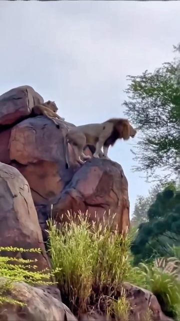 кто тут король лев #юмор #приколы #прикол #топ смотреть онлайн