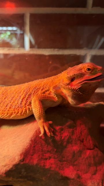 Девочки, у кого есть агама, подскажите, Вы им делаете маникюр? смотреть онлайн